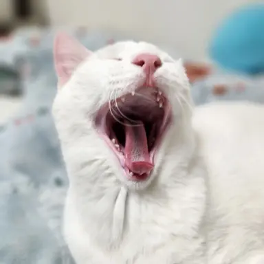 Profile image of 냥이