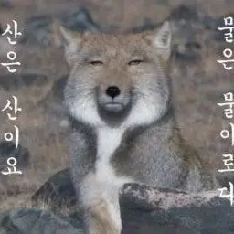 Profile image of 늑대