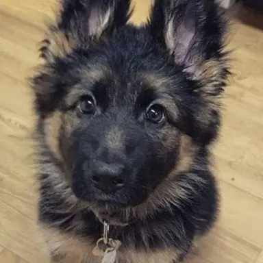 Profile image of Rex kaulitz