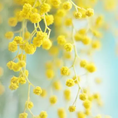 Profile image of 髙地優吾