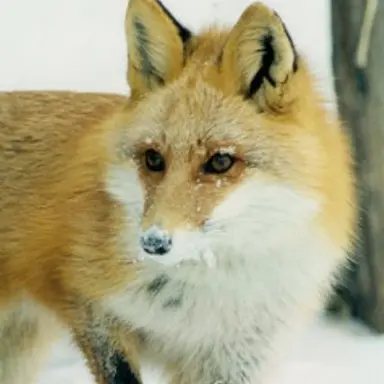 Profile image of 여우