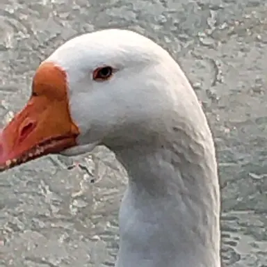 Profile image of 꽥