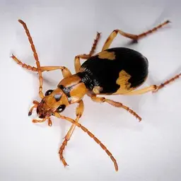 Profile image of 방귀벌레