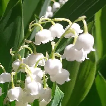 Profile image of 이 윤 아