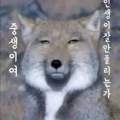 Profile image of 키츠네 유코