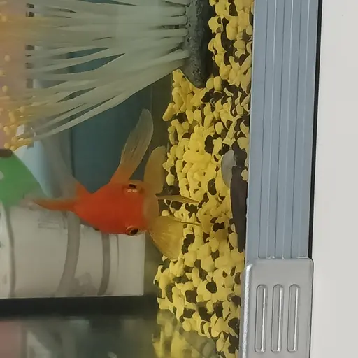 PuristKrait4752의 귤똥이