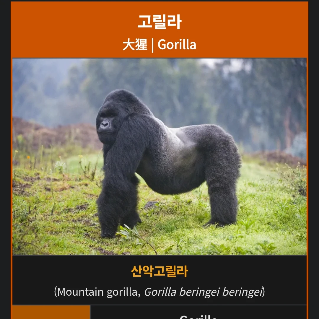 오랑우팅