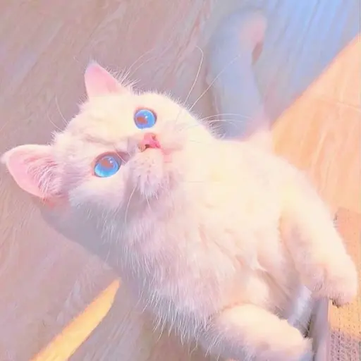DenseBoy5911의 빠냥이