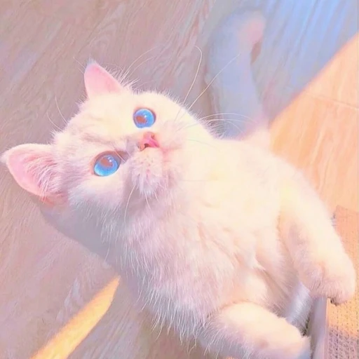 빠냥이