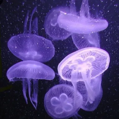 Profile image of 황수현