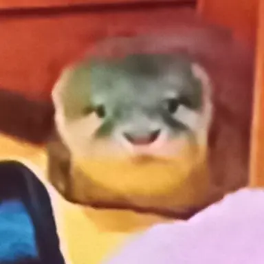 Profile image of 루이