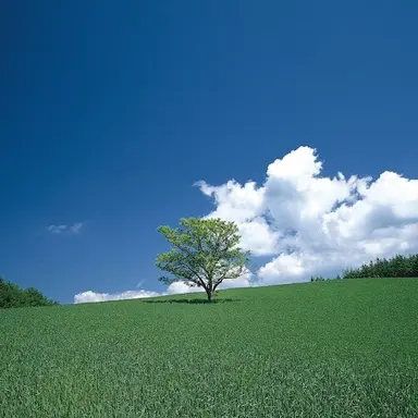 Profile image of 엘링 홀란