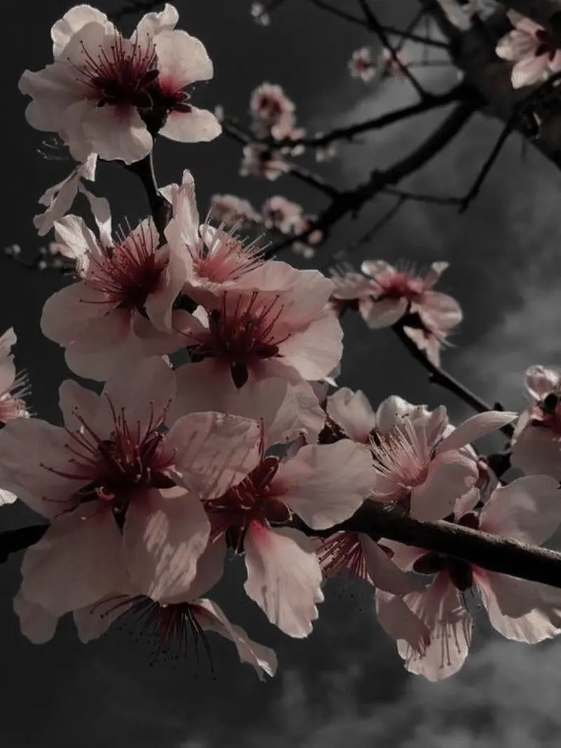 miougi_910의 マフィアに育てられた。