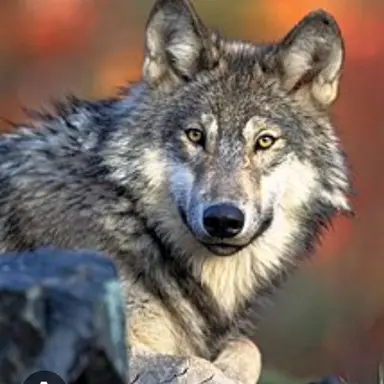 Profile image of 늑대