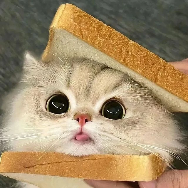 집사