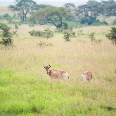 Profile image of Wild Animals