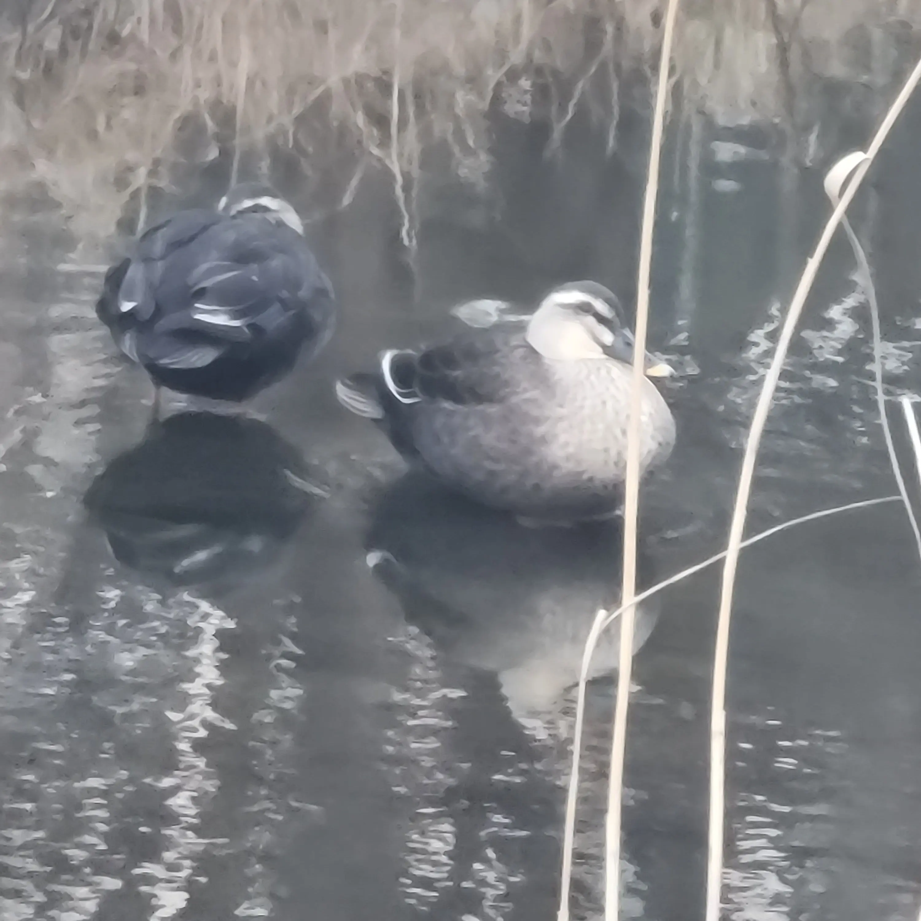 Mapplefgui12의 지짜 암거나