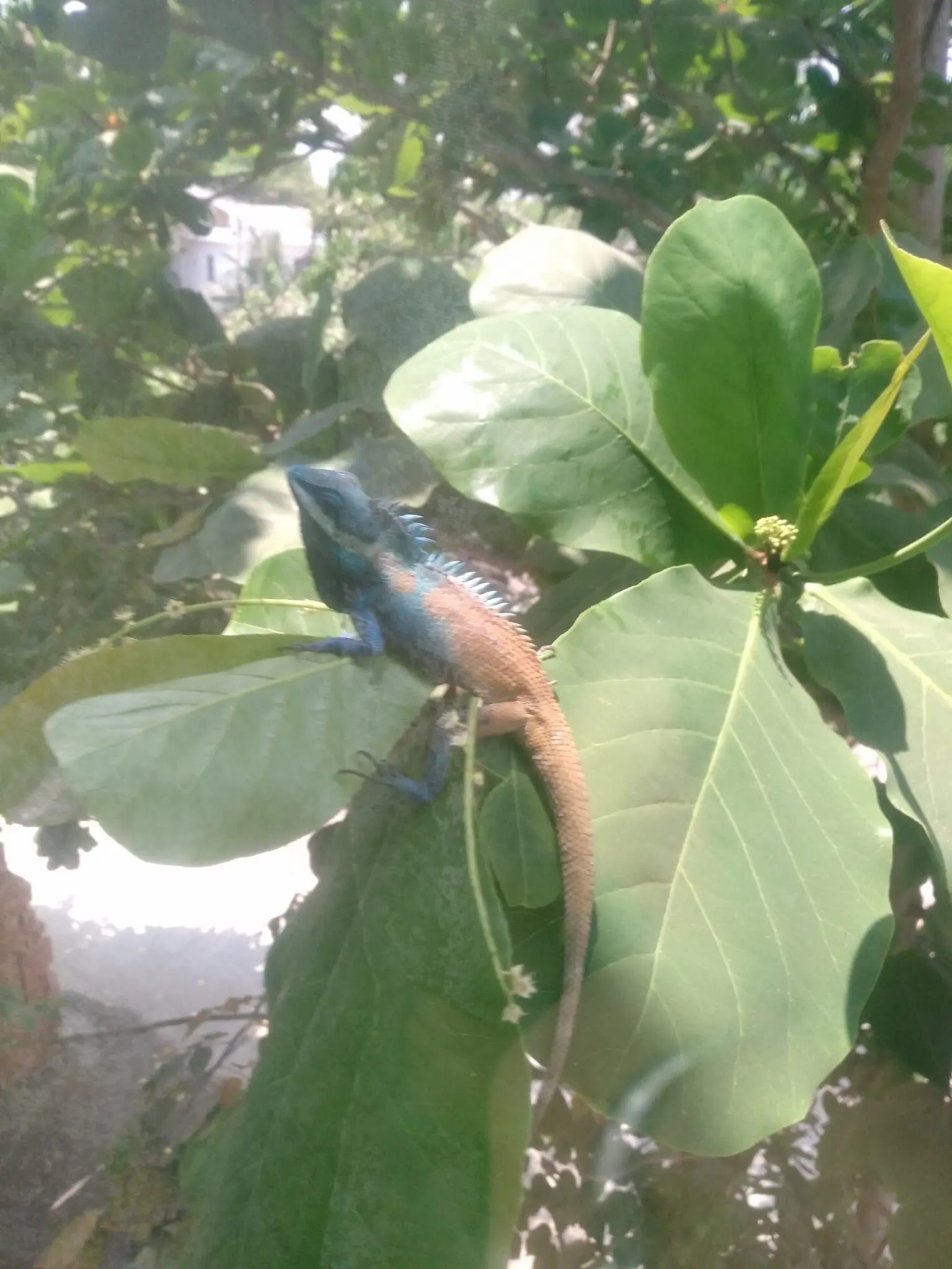 CloudyGecko4196의 두더지 디펜스