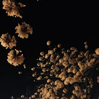 Profile image of 아이리스