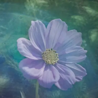 Profile image of 大森 元貴