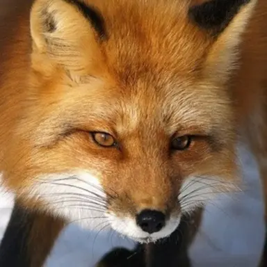 Profile image of Fox