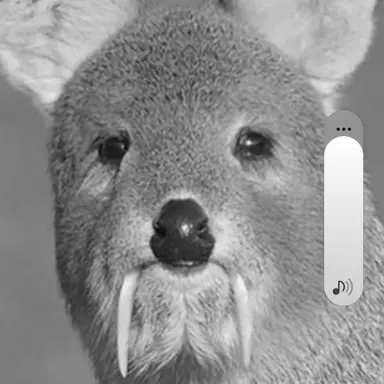 Profile image of 왼발가락
