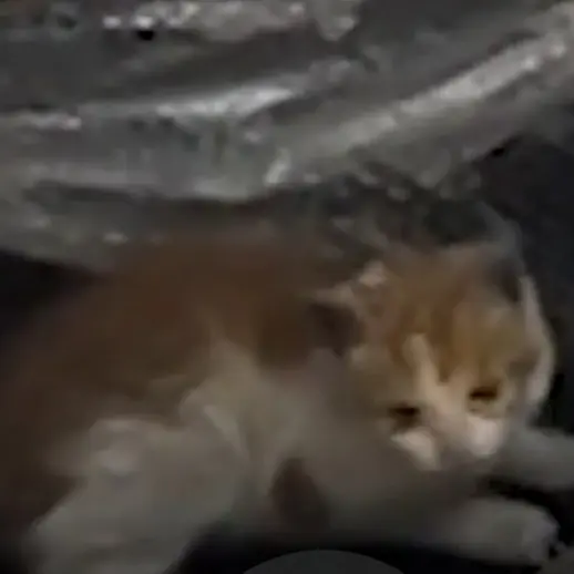 ConvexDaug033의 택배에서 배송된 고양이