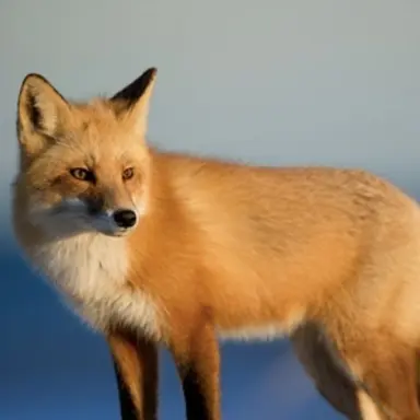 Profile image of 여우