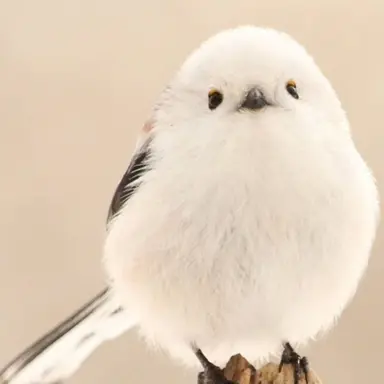 Profile image of Long-tailed Tit
