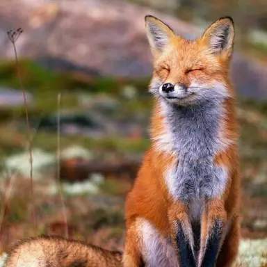 Profile image of 여우