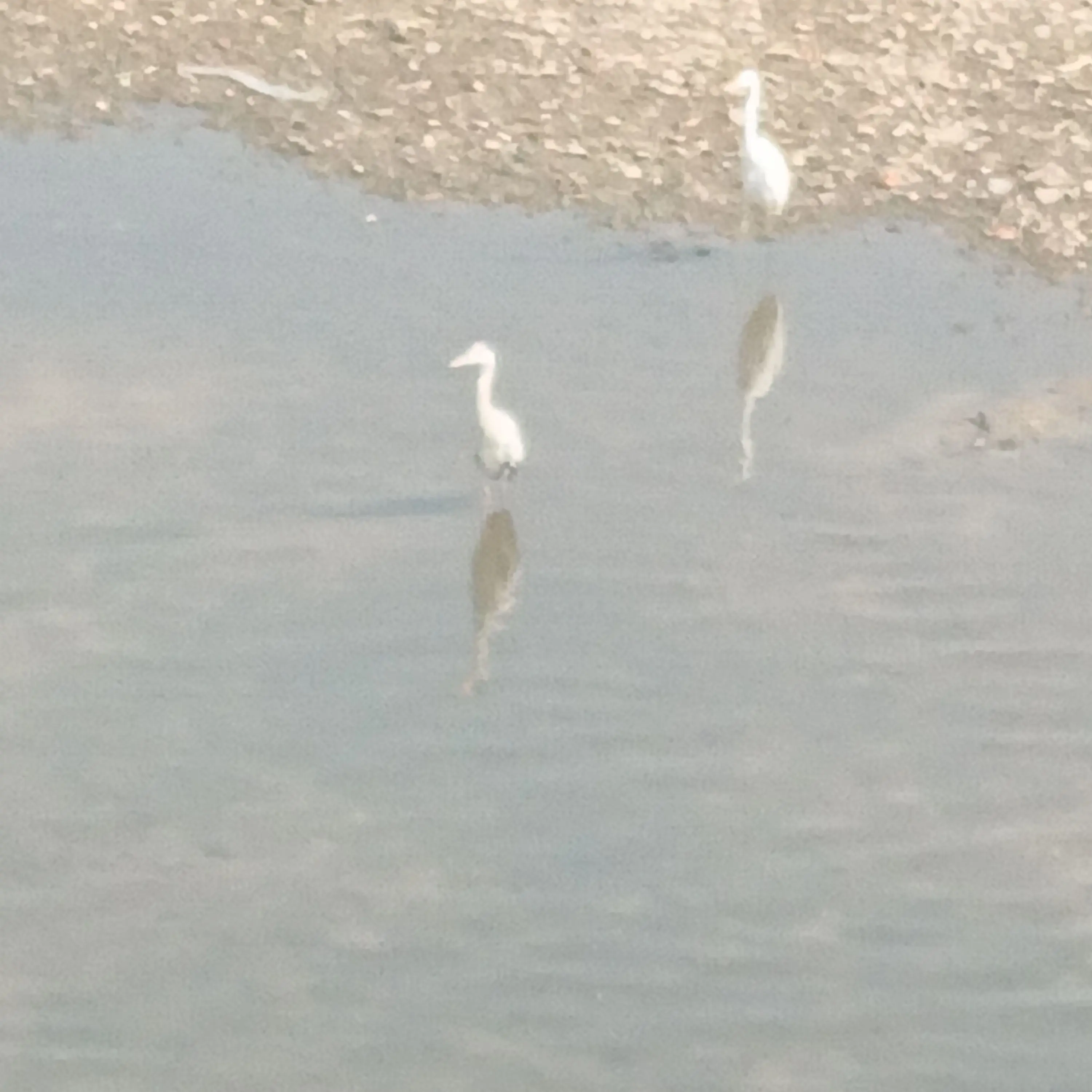 CattyFog3042의 당신의 소꿉친구 러끼