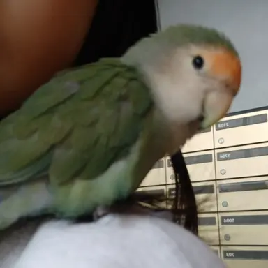 Profile image of 쵸리