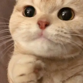 123465790의 고양이카페