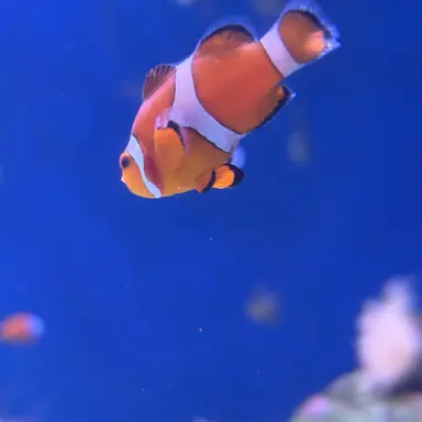 Profile image of コウ