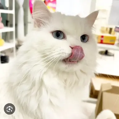 Profile image of 크림