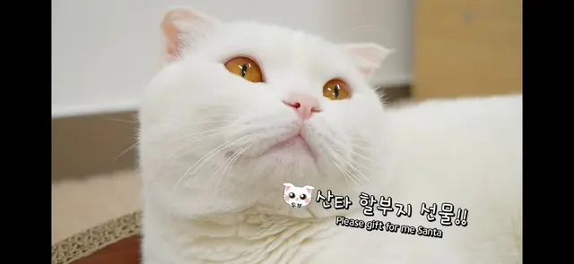 Profile image of 두부