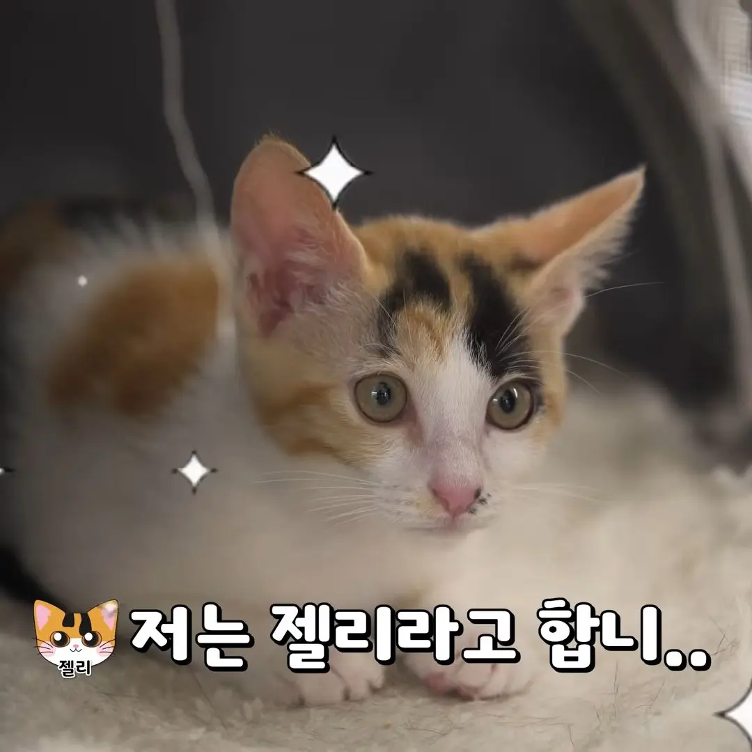 DOOOLINGO_DUOLINGO의 고양이산책