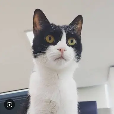 Profile image of 레오