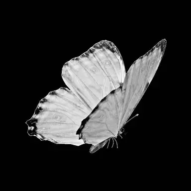 Profile image of 네코