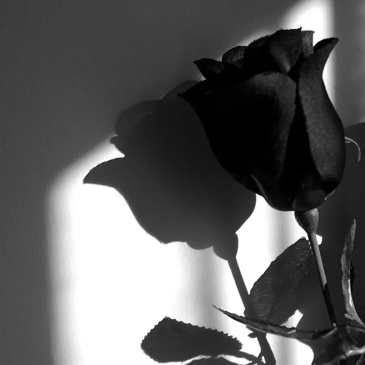 SureCrumb4565의 시든 장미의 사랑 한송이를.