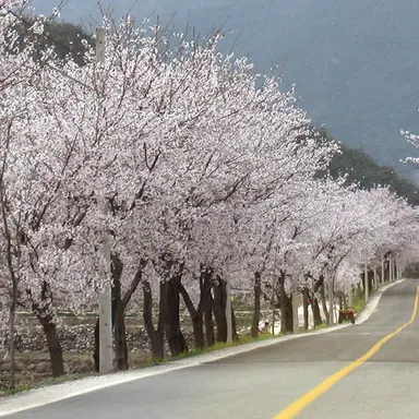 Profile image of 수현