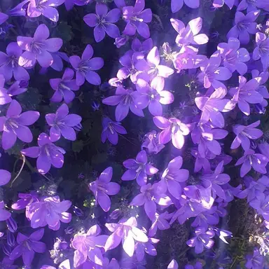 Profile image of 오토