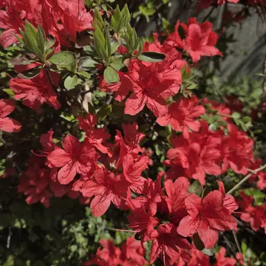 Profile image of 플래그