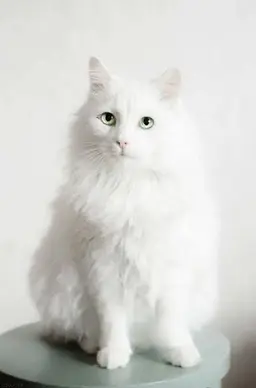 Profile image of ジュ・アンシン