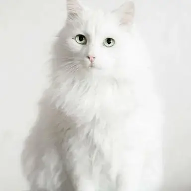 Profile image of ジュ・アンシン