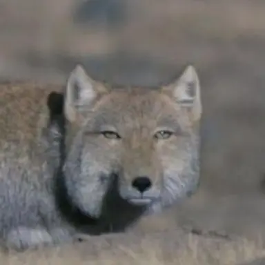 Profile image of 여우