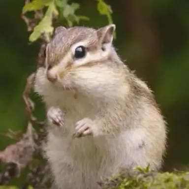 Profile image of 다람쥐 다롱이