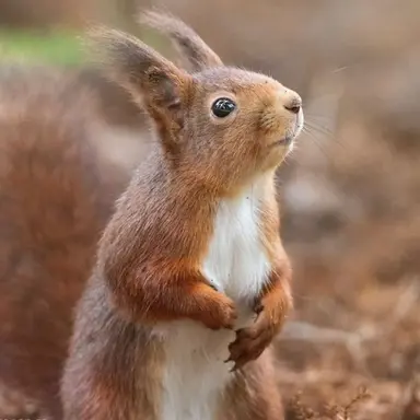 Profile image of 청설모 아롱이