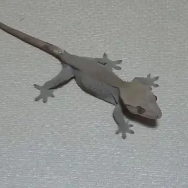 Profile image of 빠밤