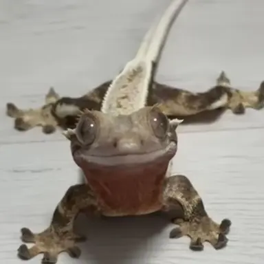 Profile image of 노릇